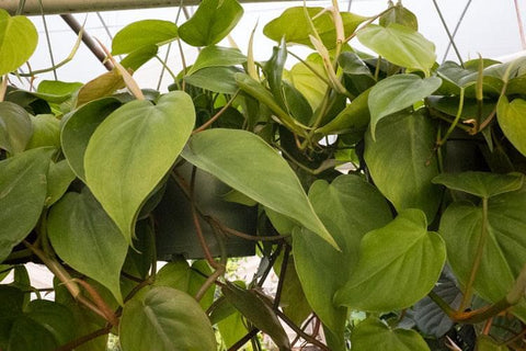 Philodendron Hederaceum Heartleaf